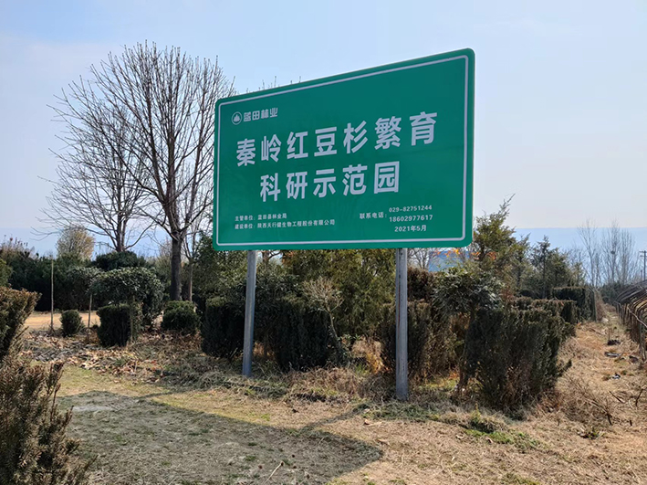 秦嶺紅豆杉示范區除草